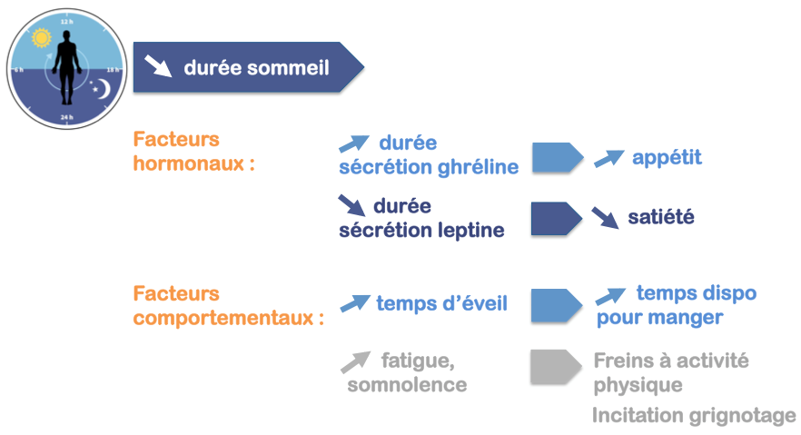 Sommeil, apnée du sommeil et nutrition : quels liens ? – Alliance ...